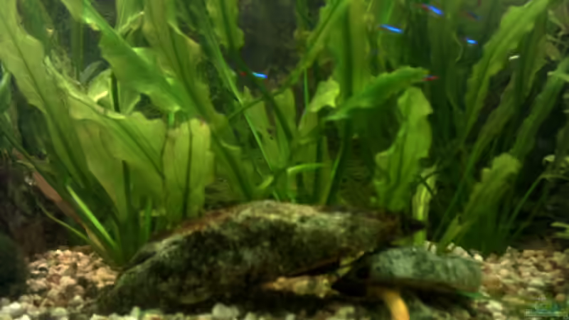 Dekoration im Aquarium Becken 2373 von Kai Wichmann (4)