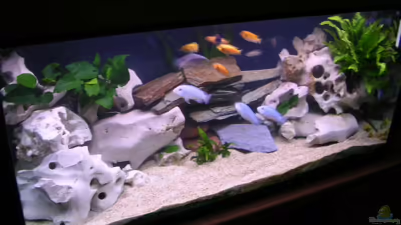 Dekoration im Aquarium Becken 2374 von Thomas Neuhaus (8)