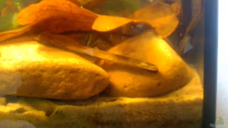 Dekoration im Aquarium Becken 23787 von pic-mac (10)