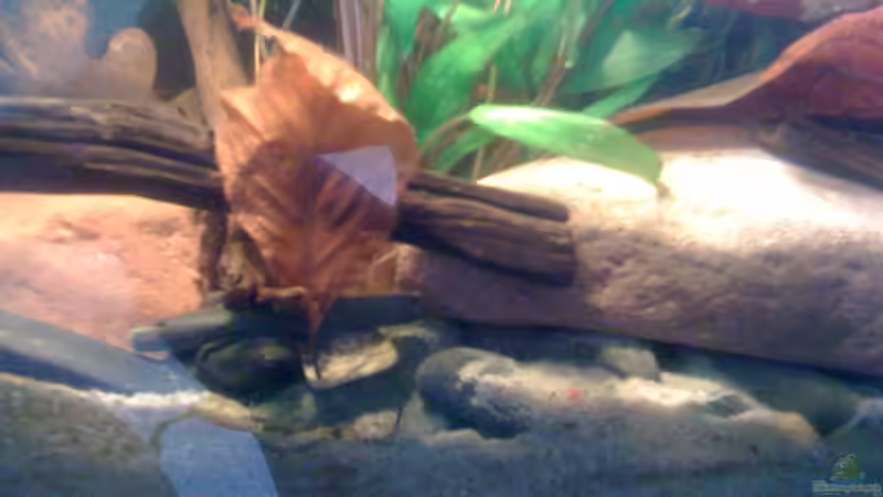 Dekoration im Aquarium Becken 23787 von pic-mac (11)