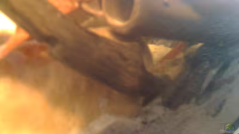 Dekoration im Aquarium Becken 23787 von pic-mac (12)