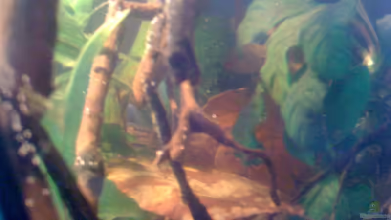 Dekoration im Aquarium Becken 23787 von pic-mac (13)