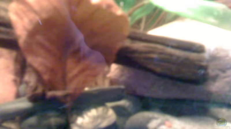 Dekoration im Aquarium Becken 23787 von pic-mac (5)