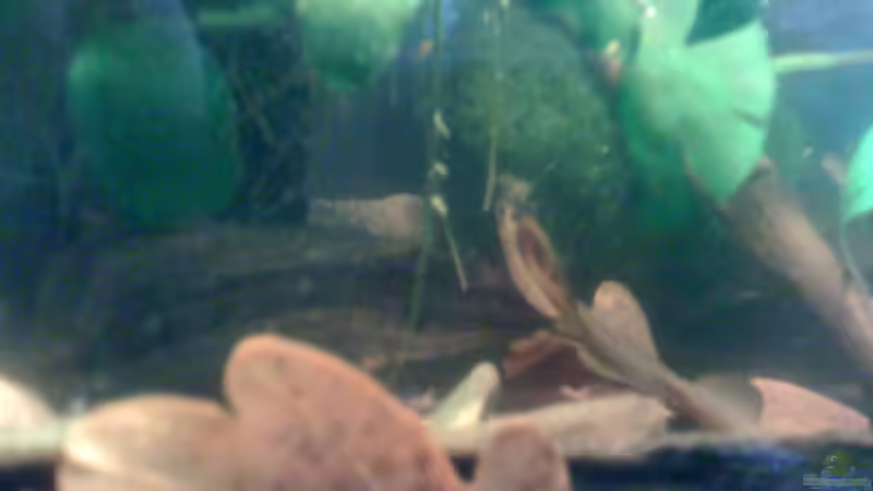 Dekoration im Aquarium Becken 23787 von pic-mac (6)