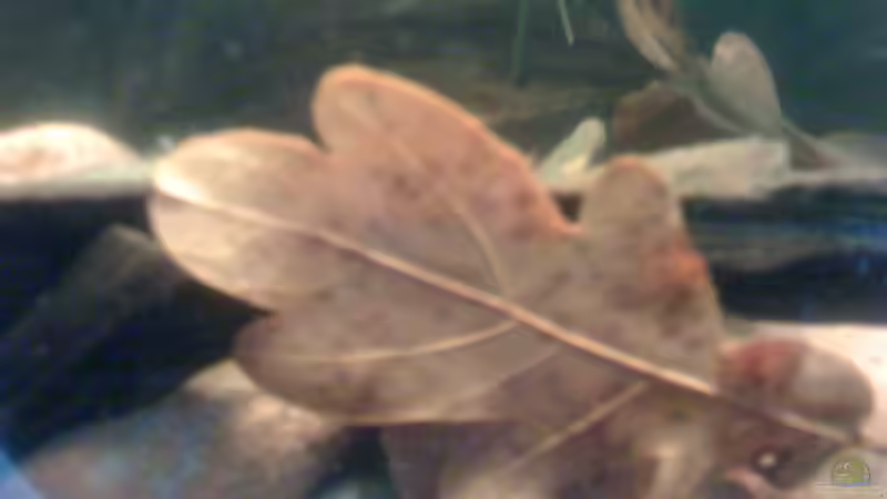 Dekoration im Aquarium Becken 23787 von pic-mac (7)