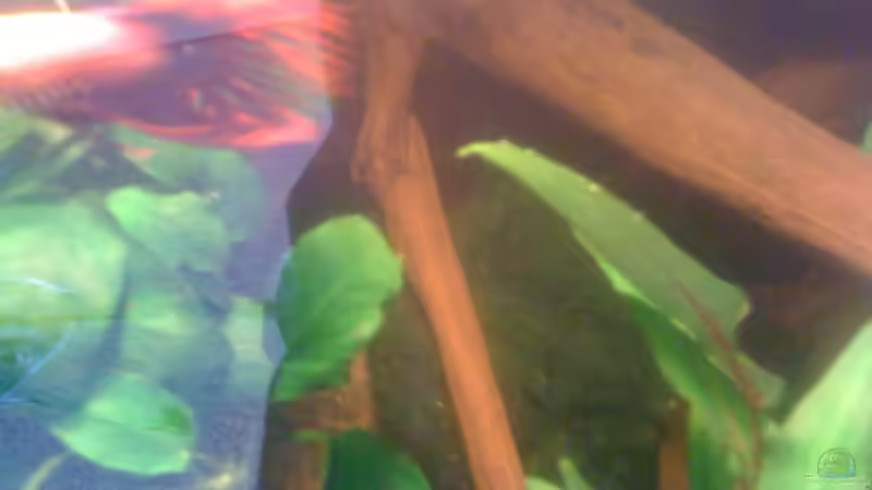 Dekoration im Aquarium Becken 23787 von pic-mac (8)