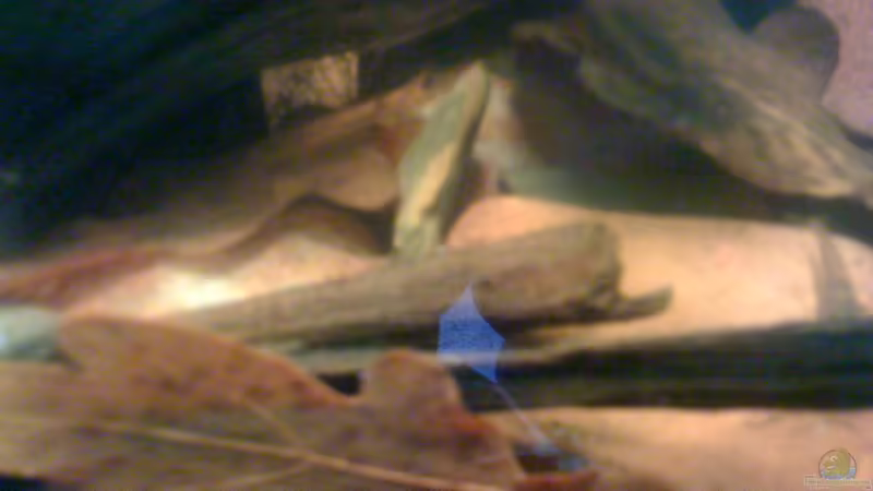 Dekoration im Aquarium Becken 23787 von pic-mac (9)