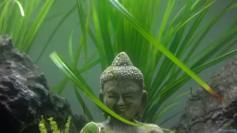 Dekoration im Aquarium Becken 23944 von Georg1983 (4)