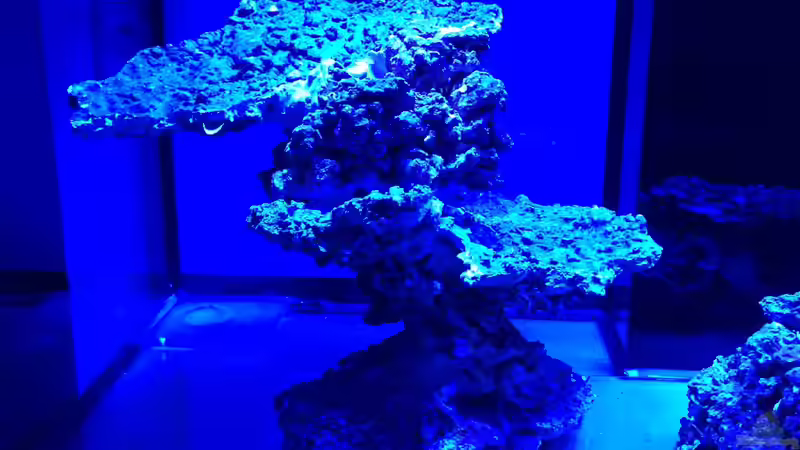 Dekoration im Aquarium Becken 23975 von yipyip (3)