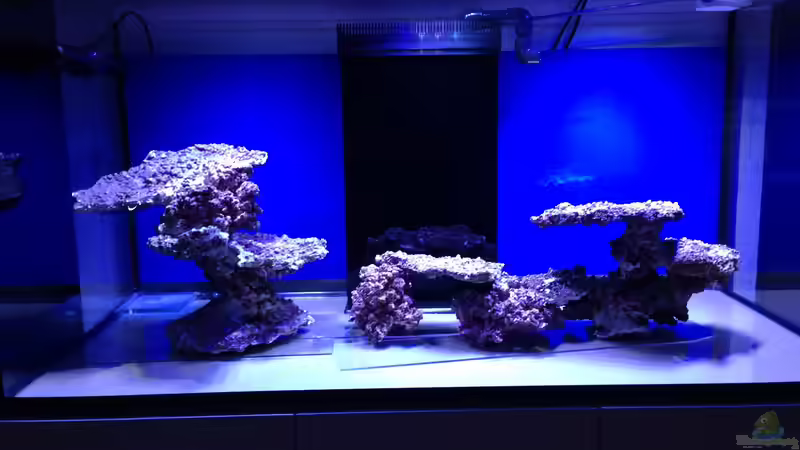 Dekoration im Aquarium Becken 23975 von yipyip (4)