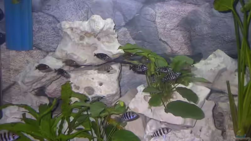 Dekoration im Aquarium Becken 2409 von Andy Lißner (3) (5)