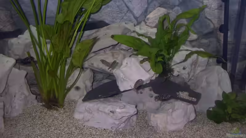 Dekoration im Aquarium Becken 2409 von Andy Lißner (4)