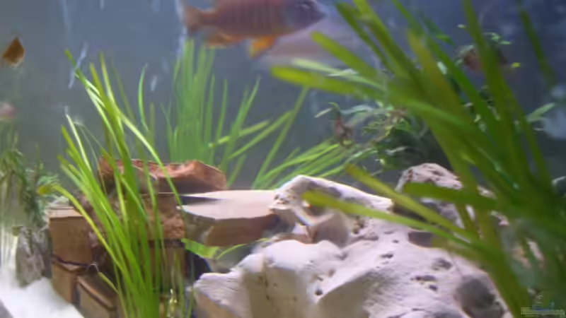 Dekoration im Aquarium Becken 2422 von Dominik Losinzky (12)