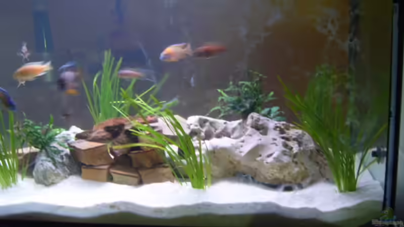 Dekoration im Aquarium Becken 2422 von Dominik Losinzky (13)