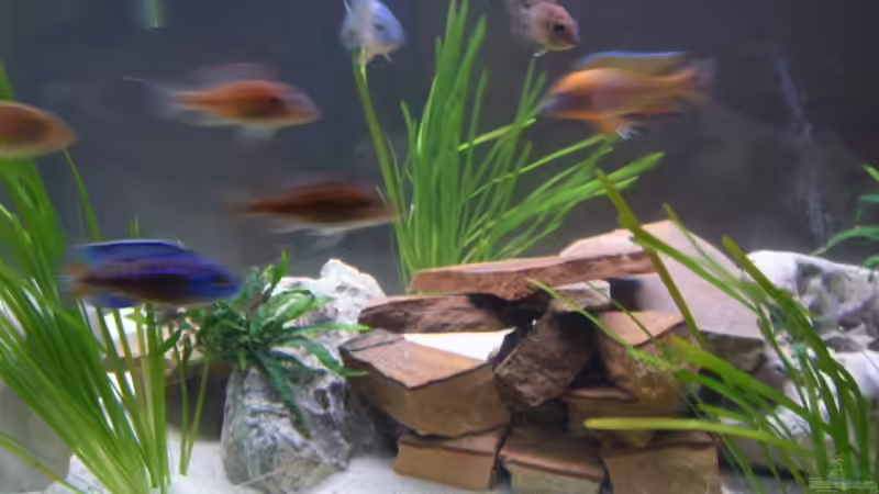 Dekoration im Aquarium Becken 2422 von Dominik Losinzky (14)