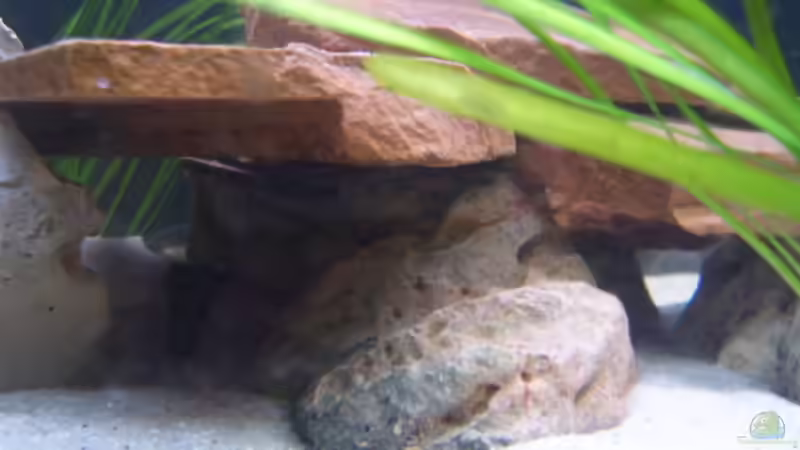 Dekoration im Aquarium Becken 2422 von Dominik Losinzky (15)