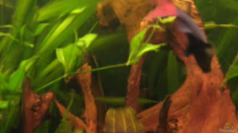 Dekoration im Aquarium Becken 2424 von Patrick Ostländer (14)