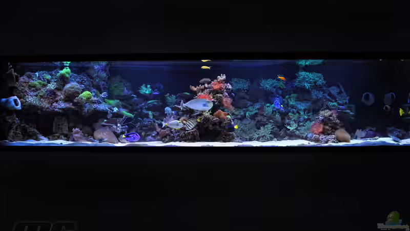 Dekoration im Aquarium Becken 24291 von meerwasser-gb (19)