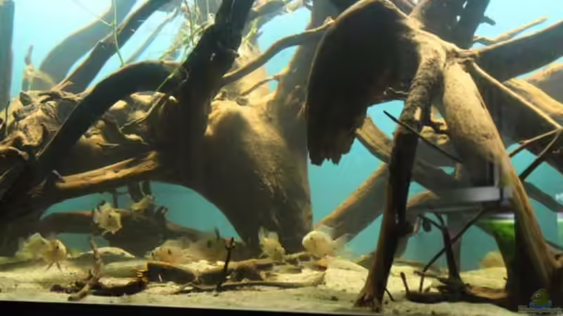 Dekoration im Aquarium Becken 24363 von Skyblyes (5)