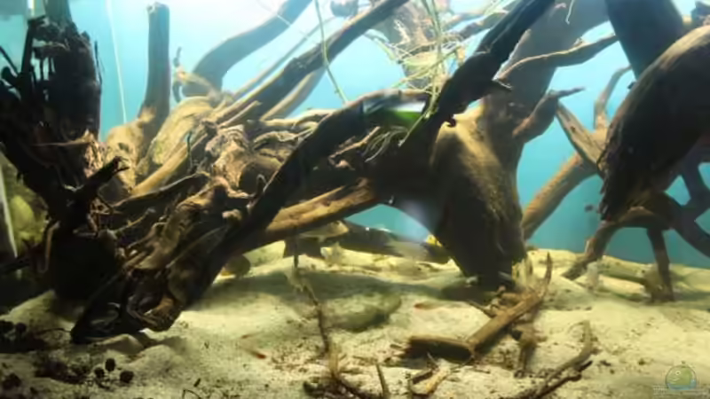 Dekoration im Aquarium Becken 24363 von Skyblyes (7)