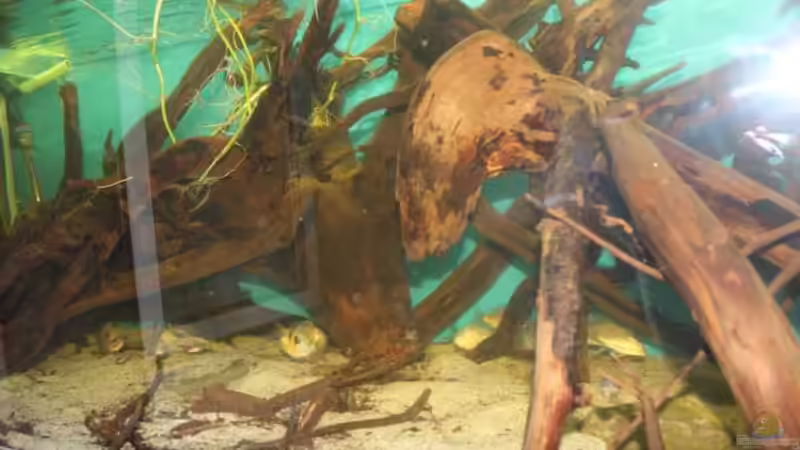 Dekoration im Aquarium Becken 24363 von Skyblyes (8)