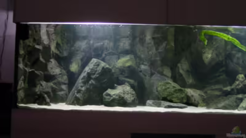 Dekoration im Aquarium Becken 245 von Tobias Torke (4)