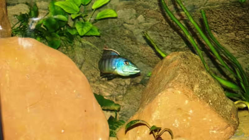 Dekoration im Aquarium Becken 2461 von Jan Kadletz (4)