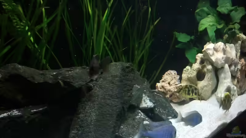 Dekoration im Aquarium Becken 24810  ABZUGEBEN! von ABZUGEBEN!! (10)
