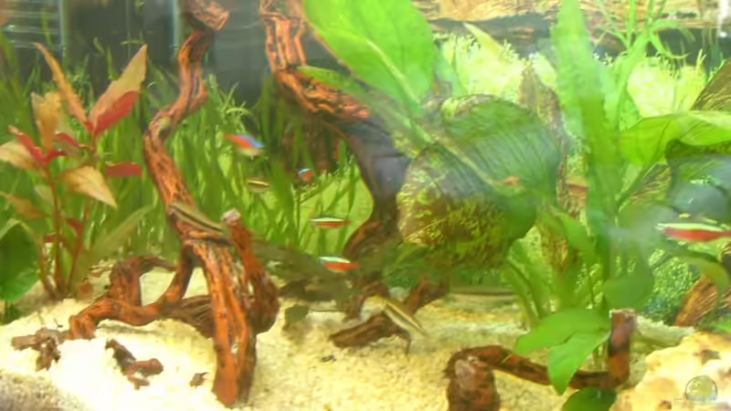 Dekoration im Aquarium Becken 2482 von Wolfram Weise (3)