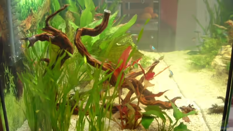 Dekoration im Aquarium Becken 2482 von Wolfram Weise (4)