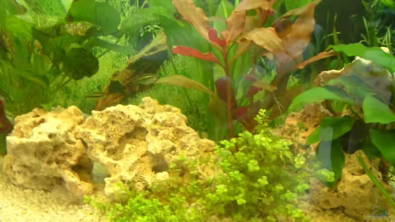 Dekoration im Aquarium Becken 2482 von Wolfram Weise (5)