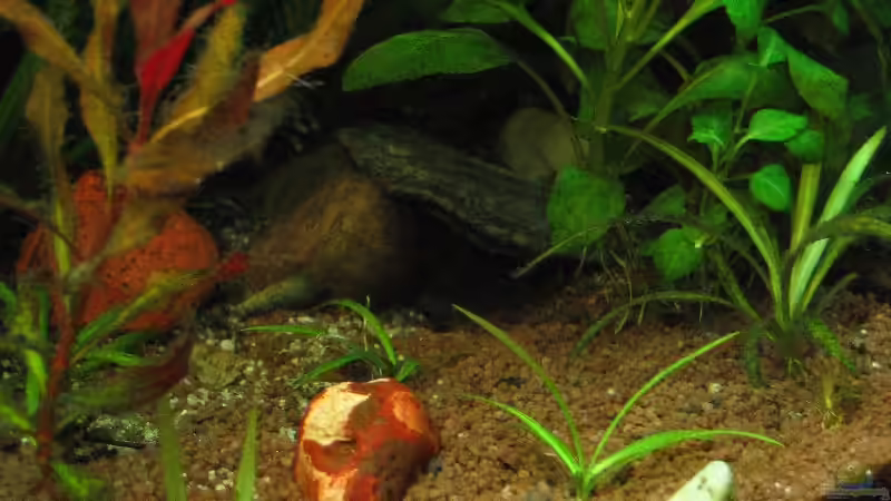 Dekoration im Aquarium Becken 2492 von Sascha Biedermann (10)