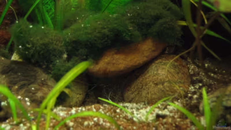 Dekoration im Aquarium Becken 2492 von Sascha Biedermann (11)