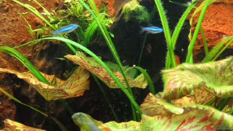 Dekoration im Aquarium Becken 2492 von Sascha Biedermann (8)