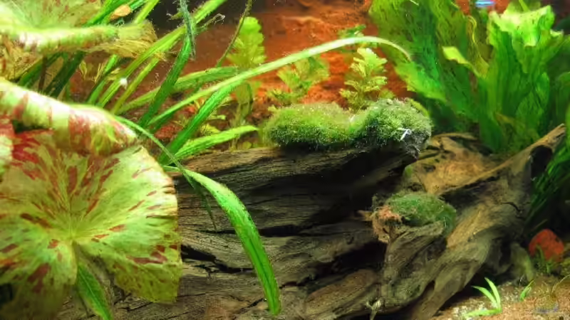 Dekoration im Aquarium Becken 2492 von Sascha Biedermann (9)