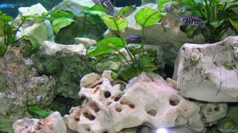 Dekoration im Aquarium Becken 2495 von Dirk Ramoue (7)