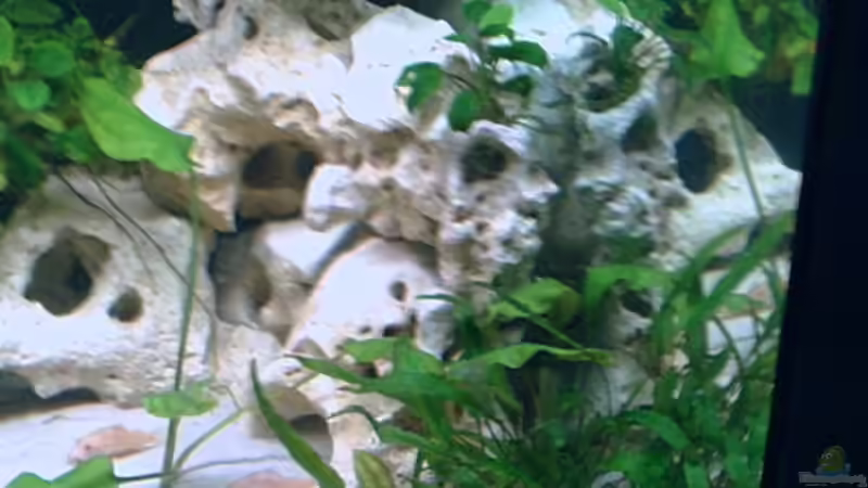 Dekoration im Aquarium Becken 2499 von Thomas-Jörg Prütz (6)