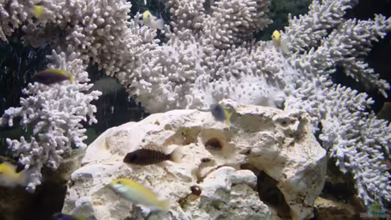 Dekoration im Aquarium Becken 250 von Andreas Salzmann (3)