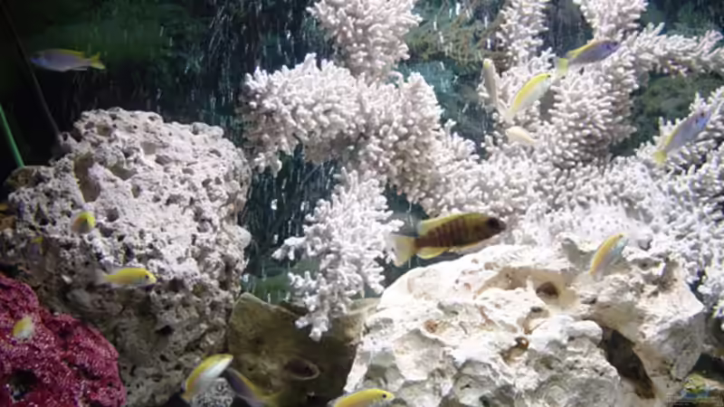 Dekoration im Aquarium Becken 250 von Andreas Salzmann (4)