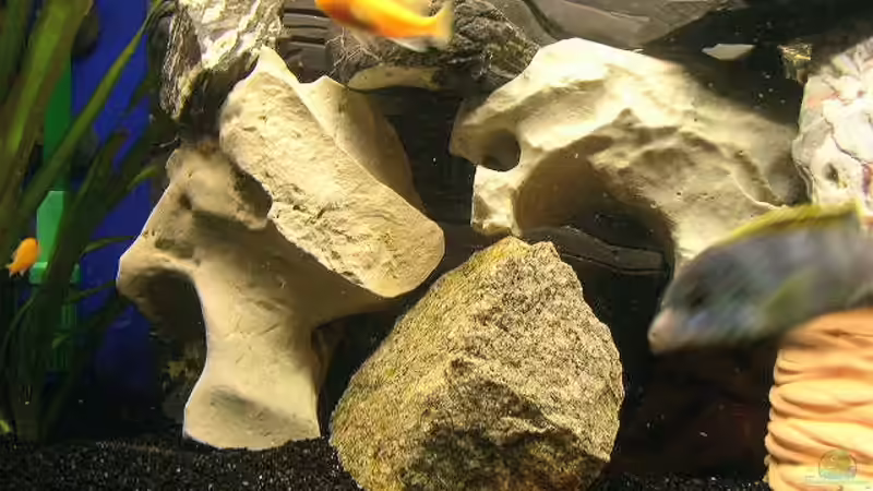 Dekoration im Aquarium Becken 251 von Helmut Auburger (5)