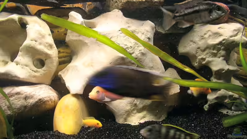 Dekoration im Aquarium Becken 251 von Helmut Auburger (6)