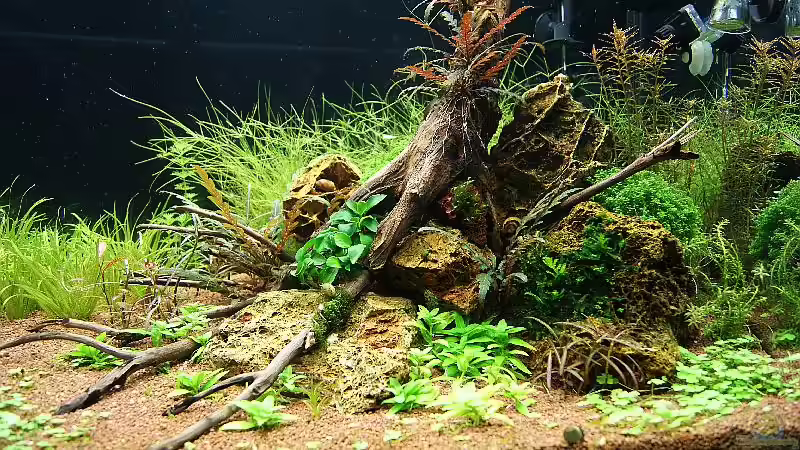 Dekoration im Aquarium Becken 25160 von Torsten Thiel (11)