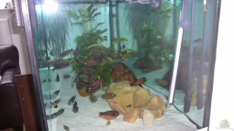 Dekoration im Aquarium Becken 2517 von Eva Neuhaus (7)