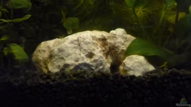 Dekoration im Aquarium Becken 25217 von Freudenfeuer (14)