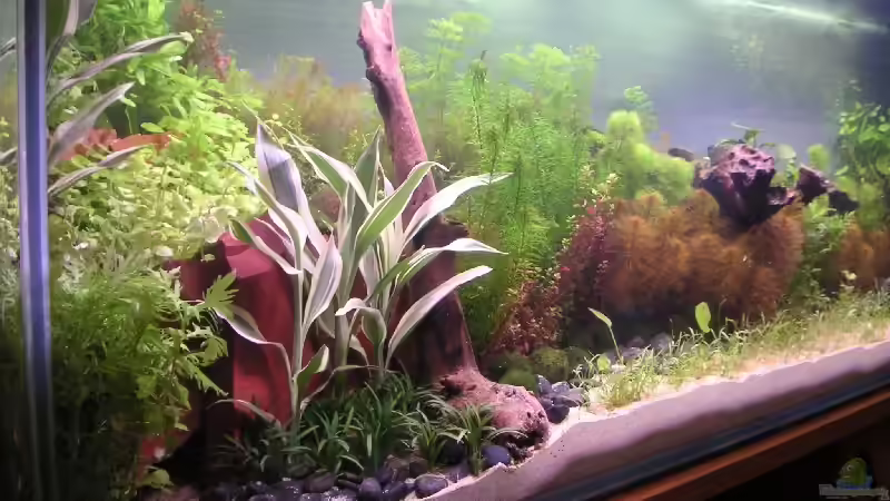 Dekoration im Aquarium Becken 2523 von Thomas Schlechter (12)