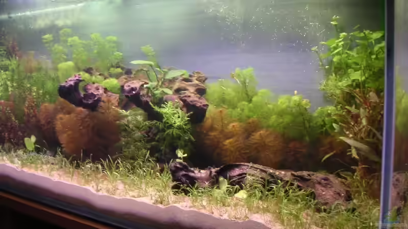 Dekoration im Aquarium Becken 2523 von Thomas Schlechter (13)