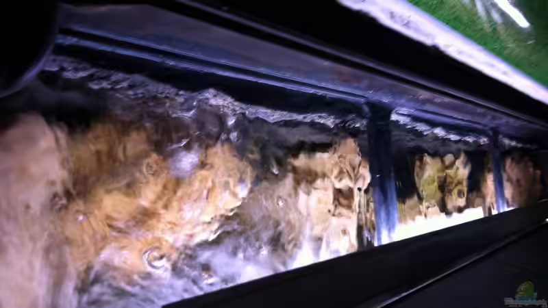 Dekoration im Aquarium Becken 25240 von neues becken 720 l (8)