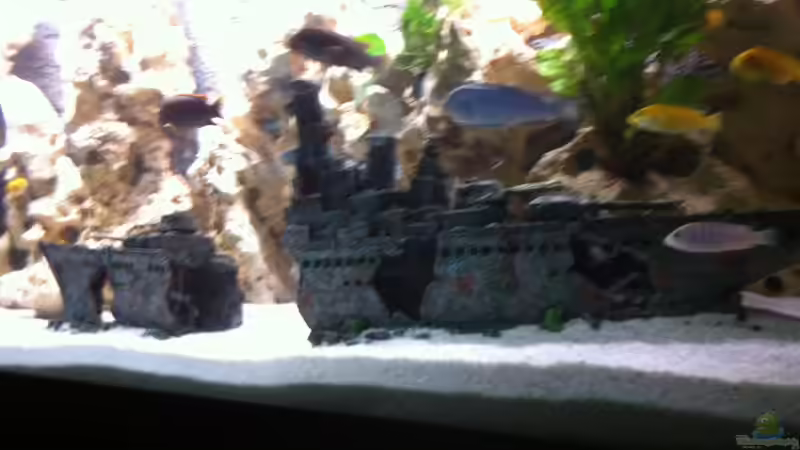 Dekoration im Aquarium Becken 25240 von neues becken 720 l (9)