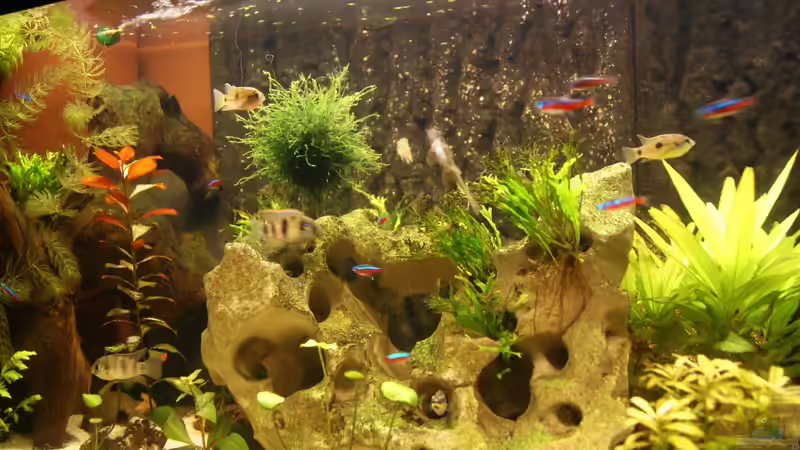 Dekoration im Aquarium Becken 25271 von Thmsprb (4)