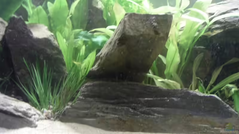 Dekoration im Aquarium Becken 2531 von Thomas Schlechter (10)